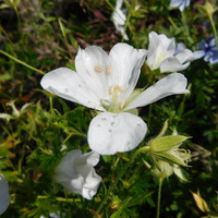 Geranium sanguineum 'Album'